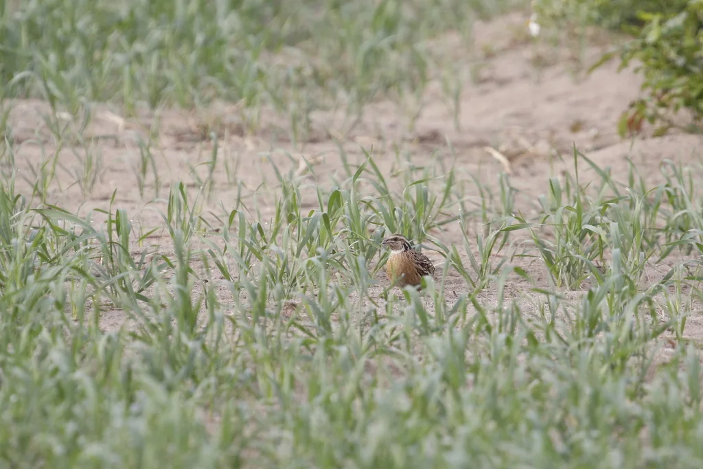 鹌鹑(Coturnix japonica)