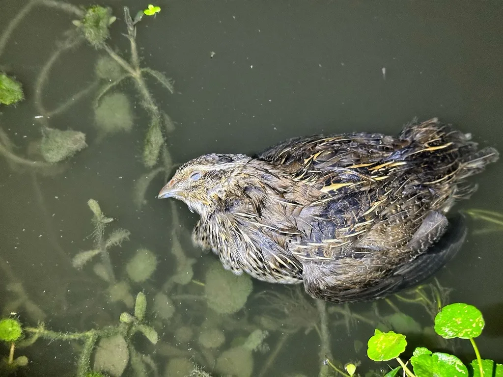 鹌鹑(Coturnix japonica)