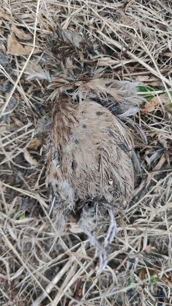 鹌鹑(Coturnix japonica)