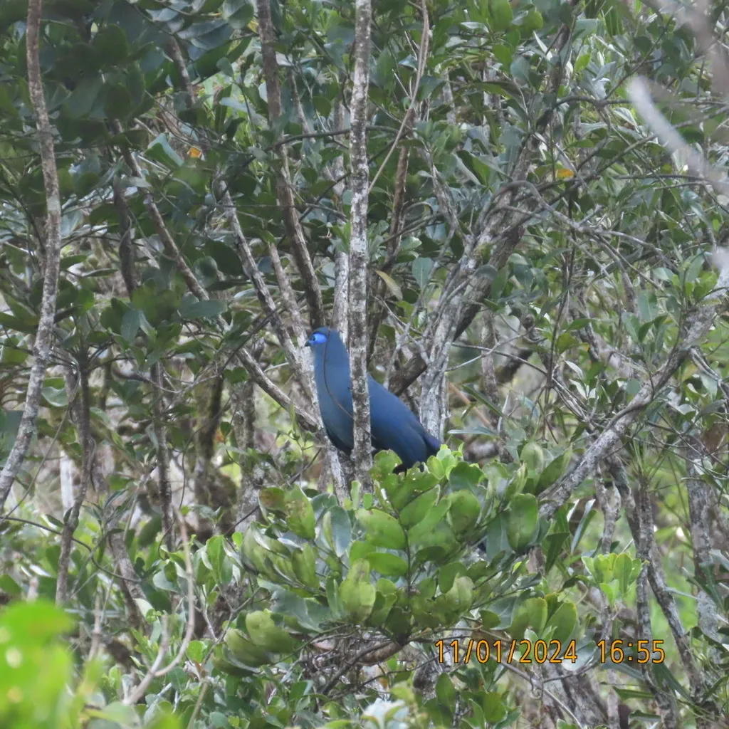蓝马岛鹃(Coua caerulea)
