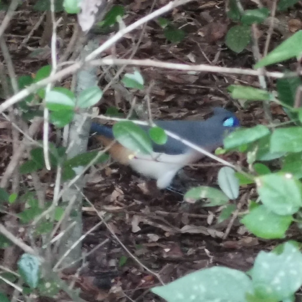 凤头马岛鹃(Coua cristata)