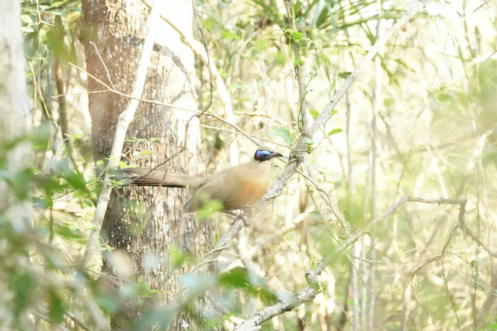 大马岛鹃(Coua gigas)