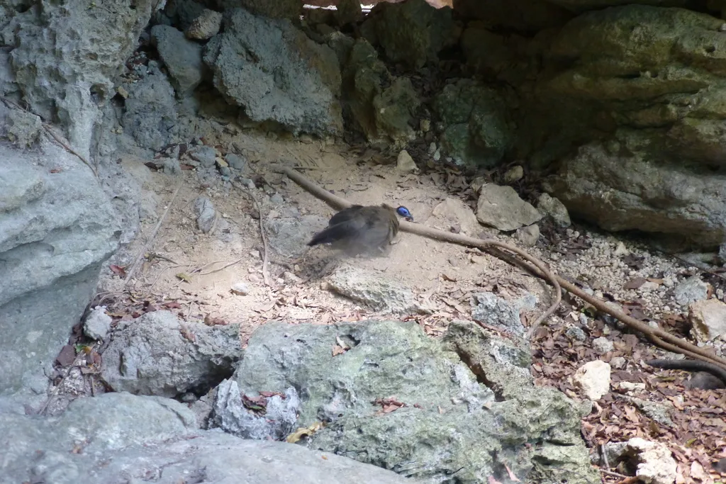 大马岛鹃(Coua gigas)