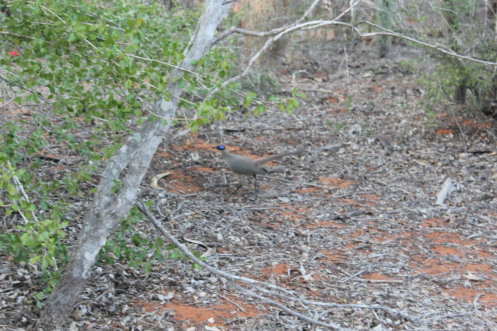 绿顶马岛鹃(Coua olivaceiceps)
