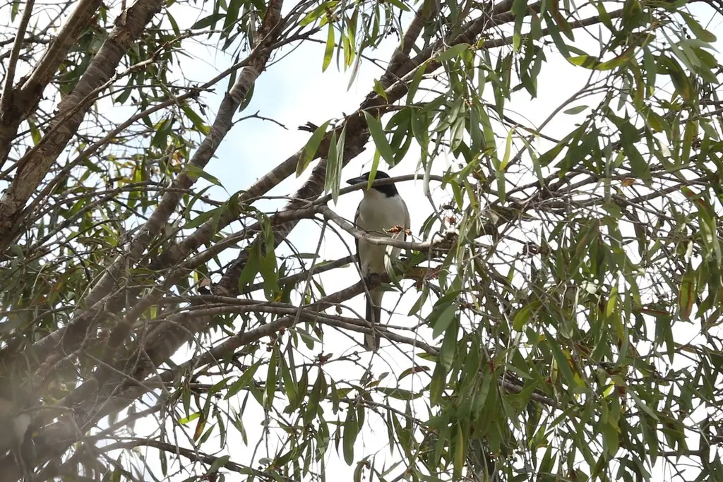 黑背钟鹊(Cracticus mentalis)