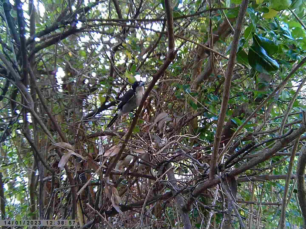 灰钟鹊(Cracticus torquatus)