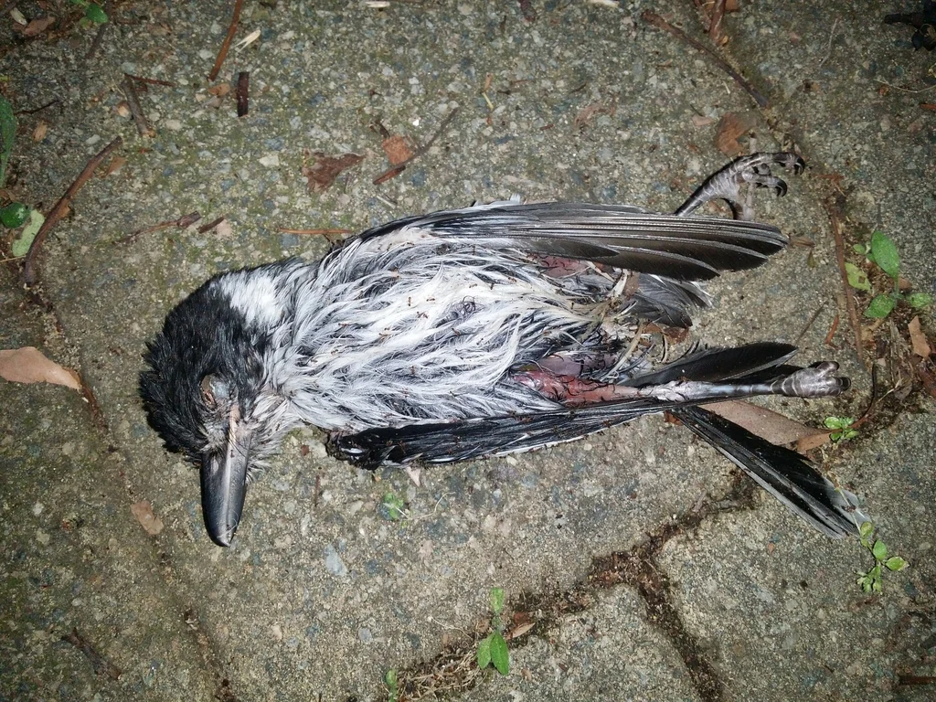 灰钟鹊(Cracticus torquatus)