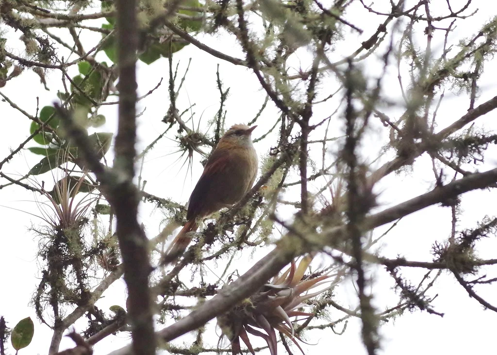 白冠针尾雀(Cranioleuca albicapilla)