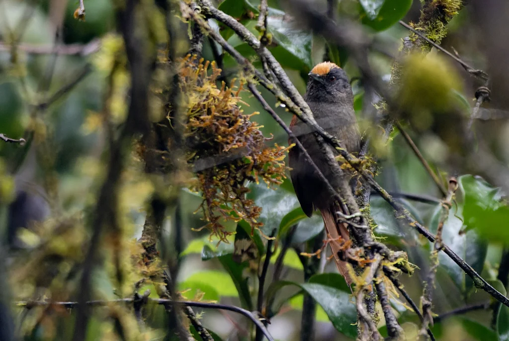 淡顶针尾雀(Cranioleuca albiceps)