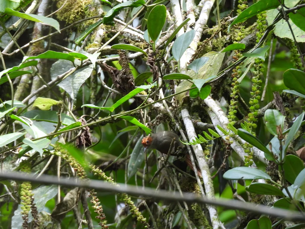 红脸针尾雀(Cranioleuca erythrops)