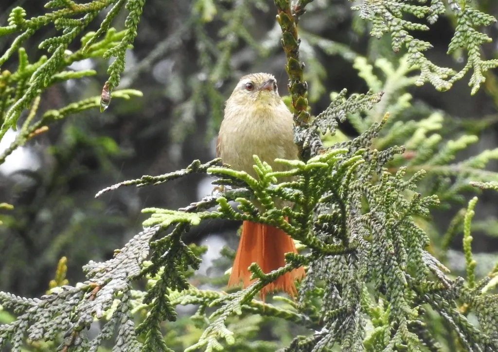 绿针尾雀(Cranioleuca obsoleta)