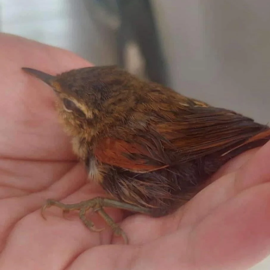 绿针尾雀(Cranioleuca obsoleta)