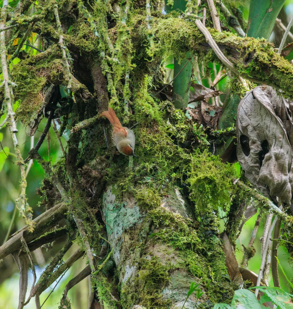 淡色针尾雀（Cranioleuca pallida）