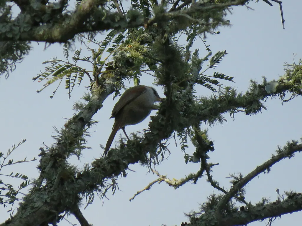 纹顶针尾雀(Cranioleuca pyrrhophia)