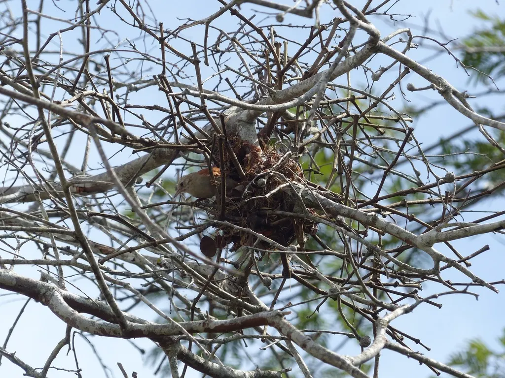 灰头针尾雀(Cranioleuca semicinerea)