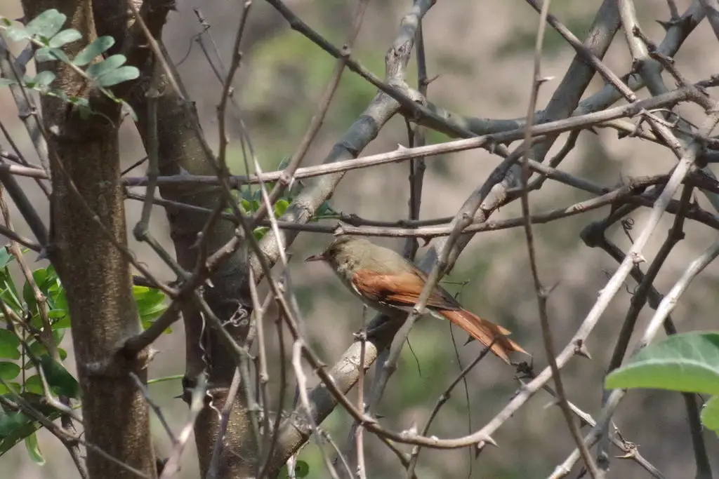 冠针尾雀(Cranioleuca subcristata)