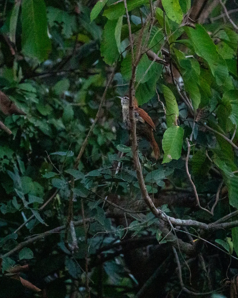 锈背针尾雀(Cranioleuca vulpina)