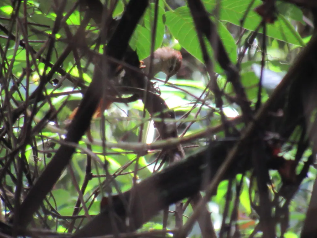 锈背针尾雀(Cranioleuca vulpina)