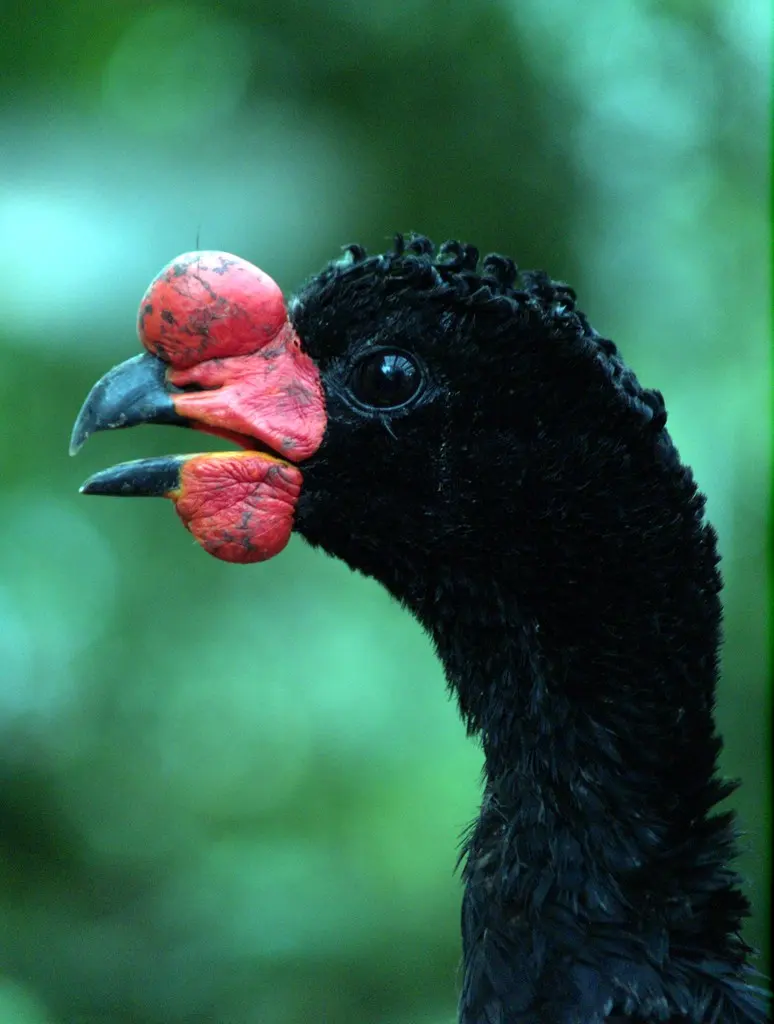 肉垂凤冠雉(Crax globulosa)