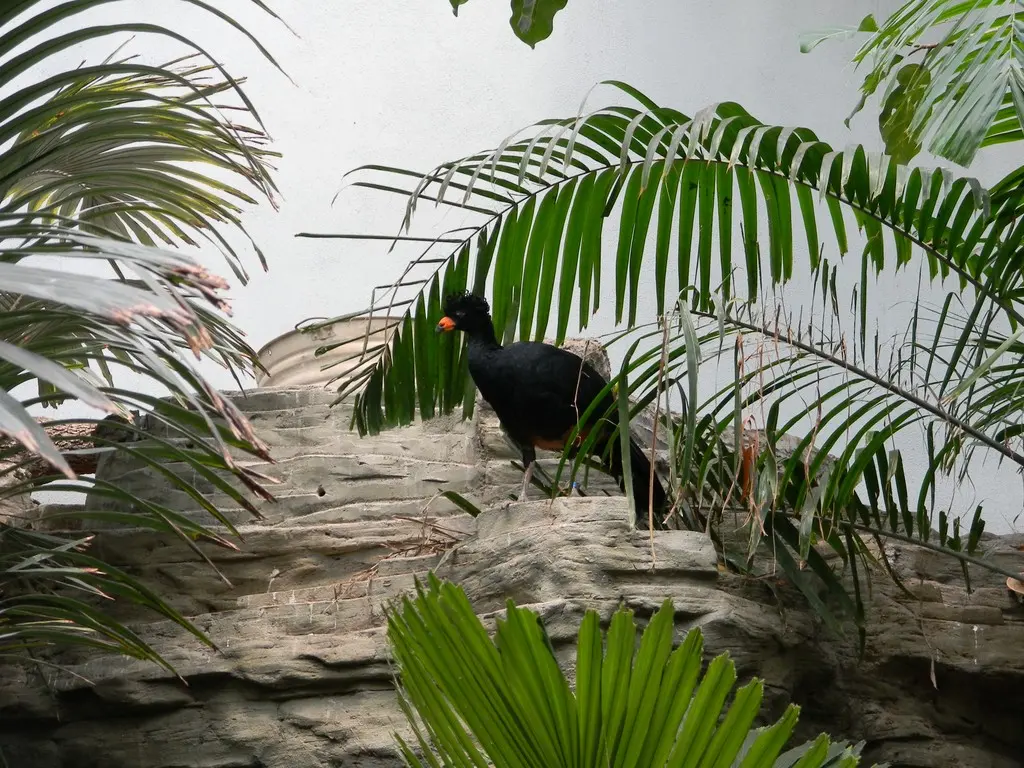 肉垂凤冠雉(Crax globulosa)
