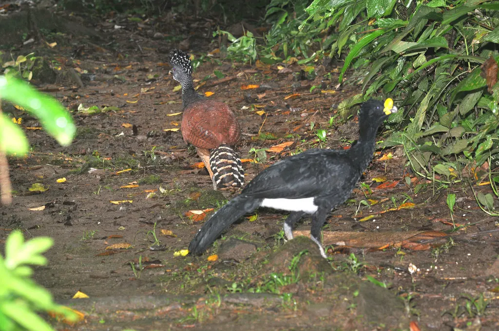大凤冠雉(Crax rubra)