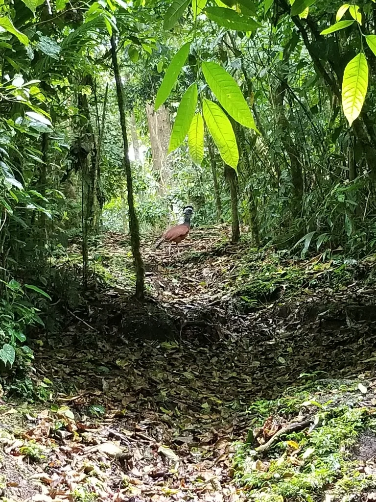 大凤冠雉(Crax rubra)