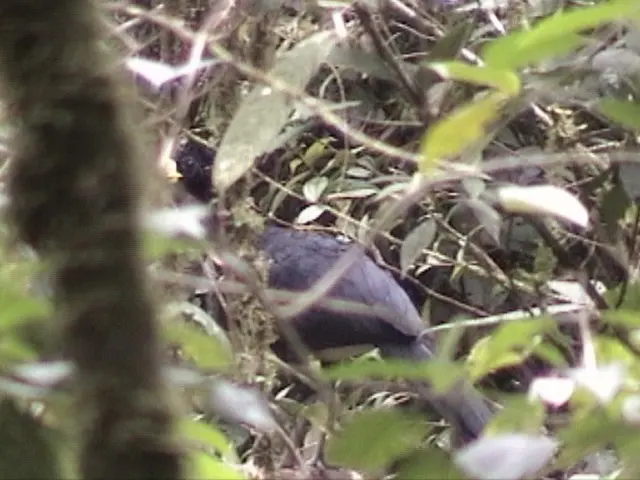 大凤冠雉(Crax rubra)