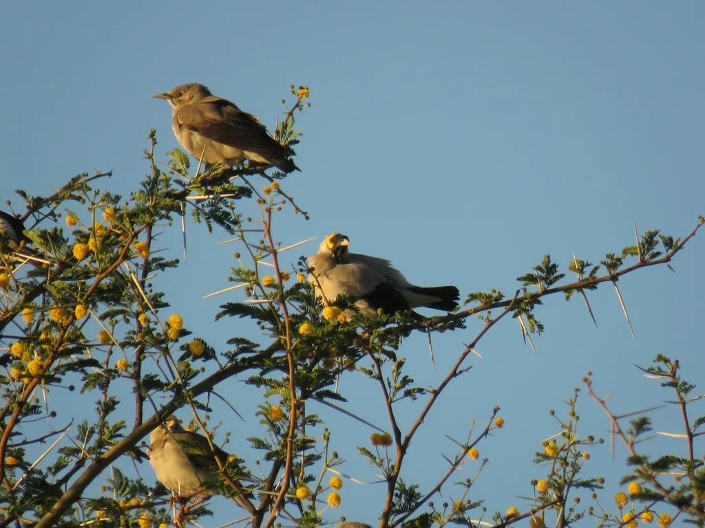 肉垂椋鸟(Creatophora cinerea)