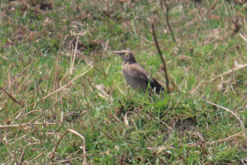 肉垂椋鸟(Creatophora cinerea)