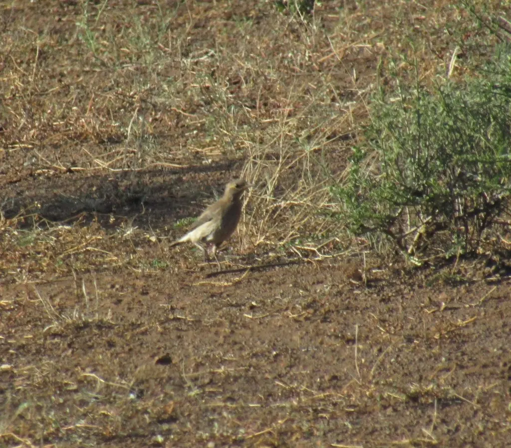 肉垂椋鸟(Creatophora cinerea)
