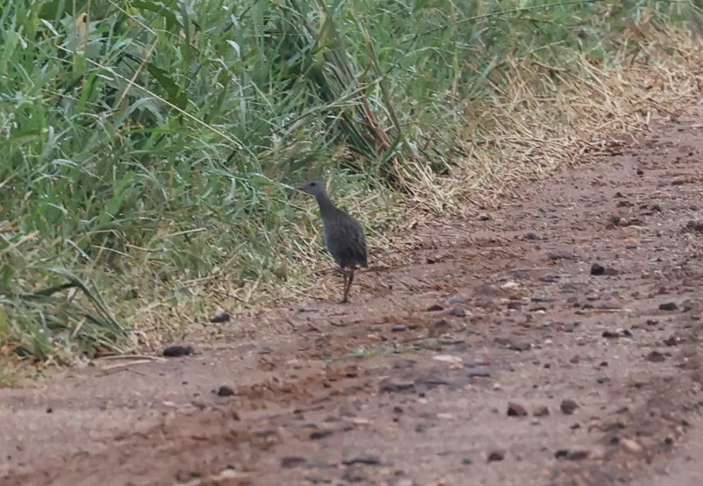 非洲秧鸡(Crecopsis egregia)