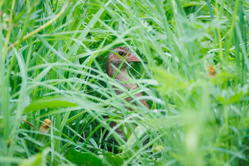 长脚秧鸡(Crex crex)