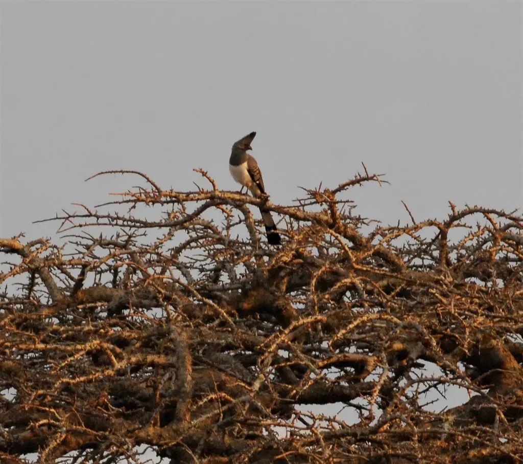 白腹灰蕉鹃(Crinifer leucogaster)