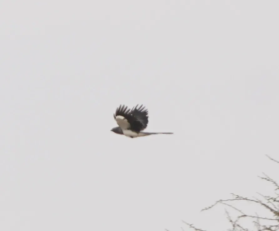 白腹灰蕉鹃(Crinifer leucogaster)