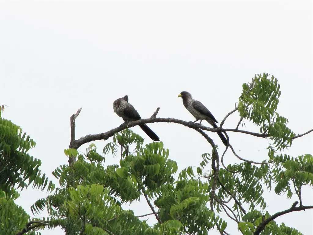 灰蕉鹃(Crinifer piscator)