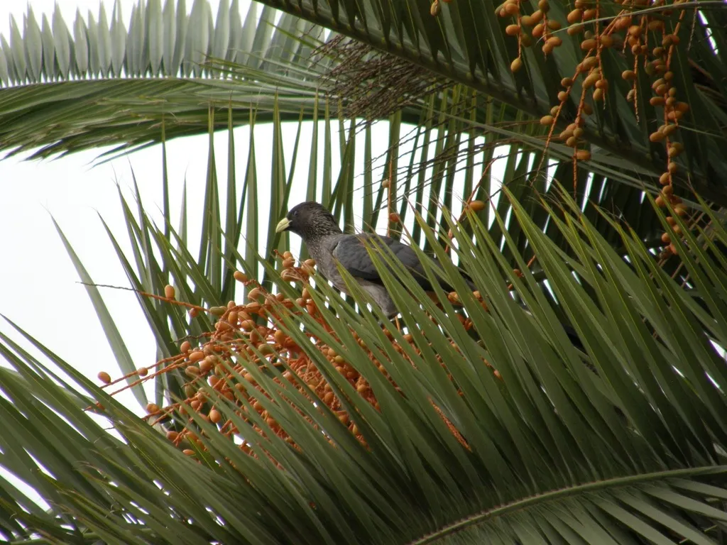 东非灰蕉鹃(Crinifer zonurus)