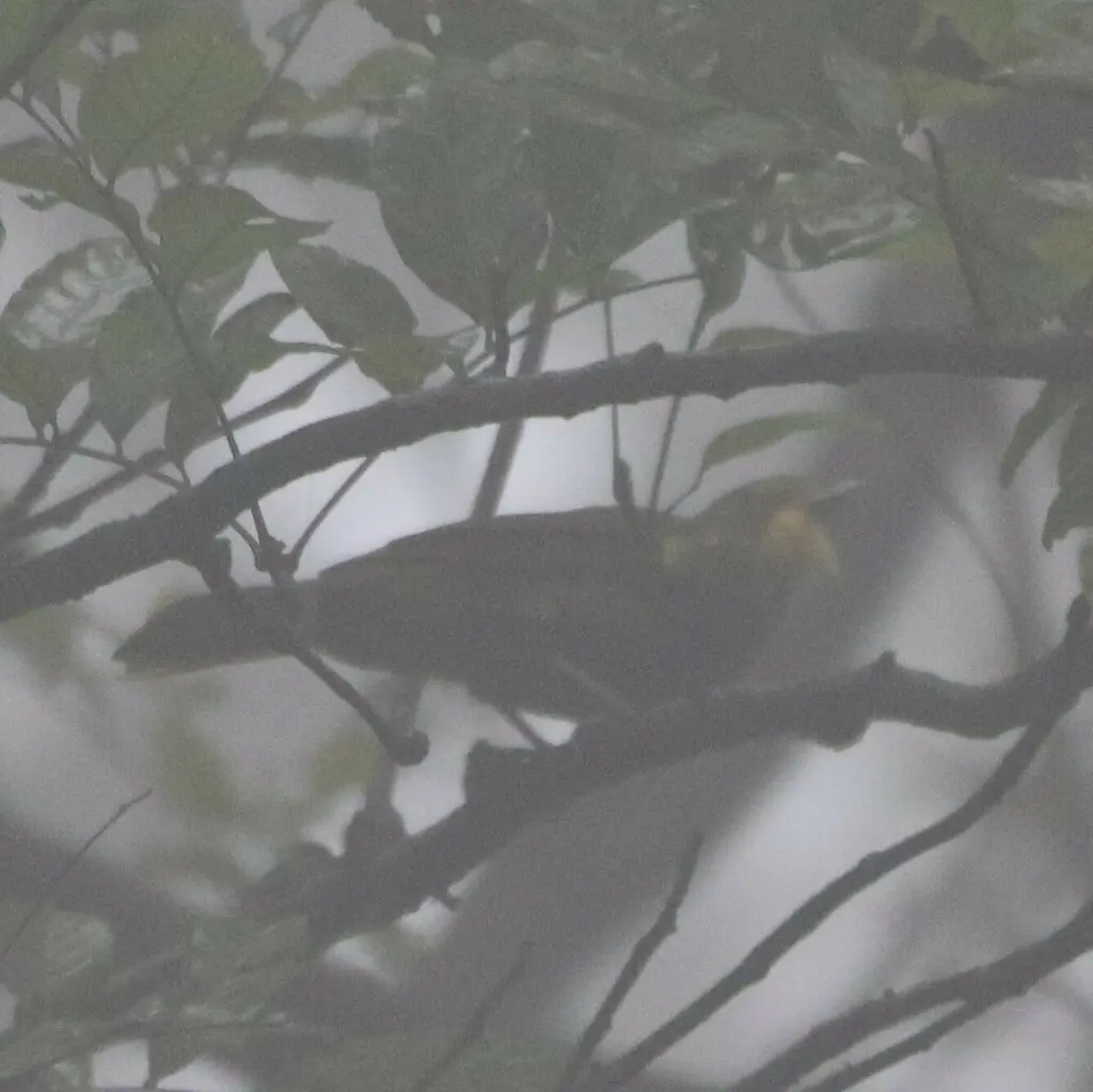 西须冠鹎(Criniger barbatus)