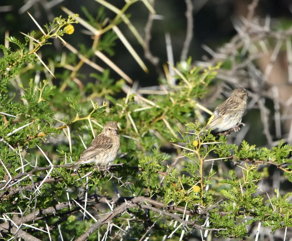 黑喉丝雀(Crithagra atrogularis)