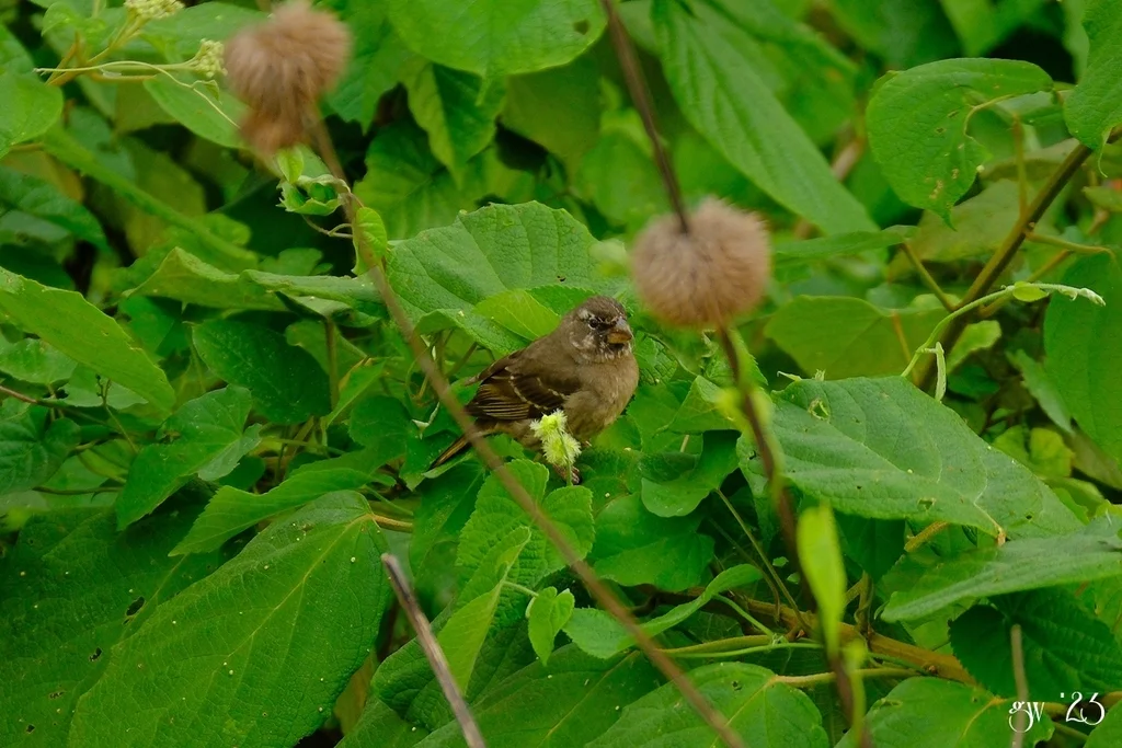 厚嘴丝雀(Crithagra burtoni)