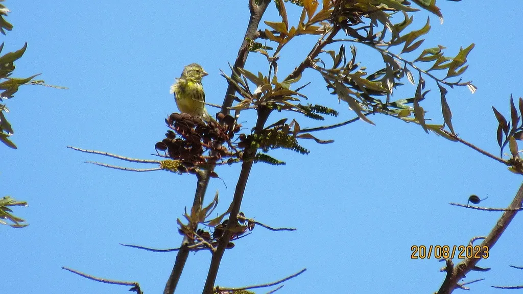 白腹丝雀(Crithagra dorsostriata)