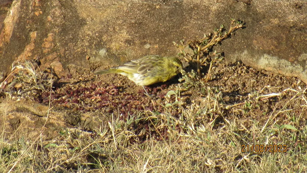 白腹丝雀(Crithagra dorsostriata)