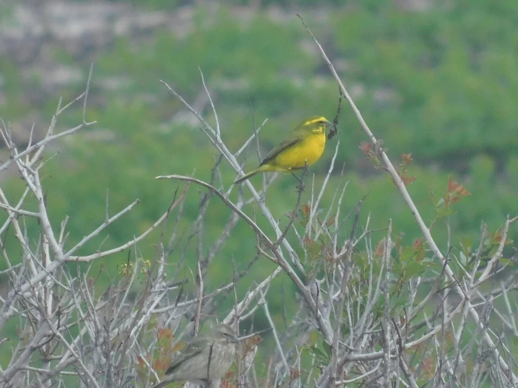 黄丝雀(Crithagra flaviventris)