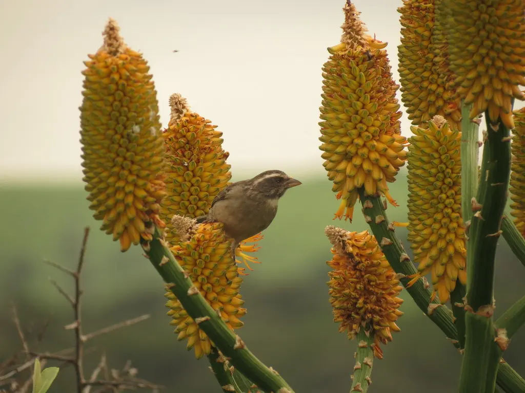 纹头丝雀(Crithagra gularis)