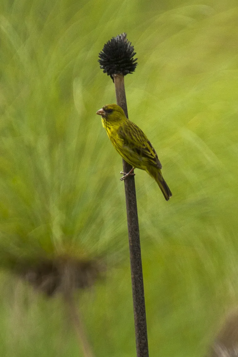 乌干达丝雀(Crithagra koliensis)