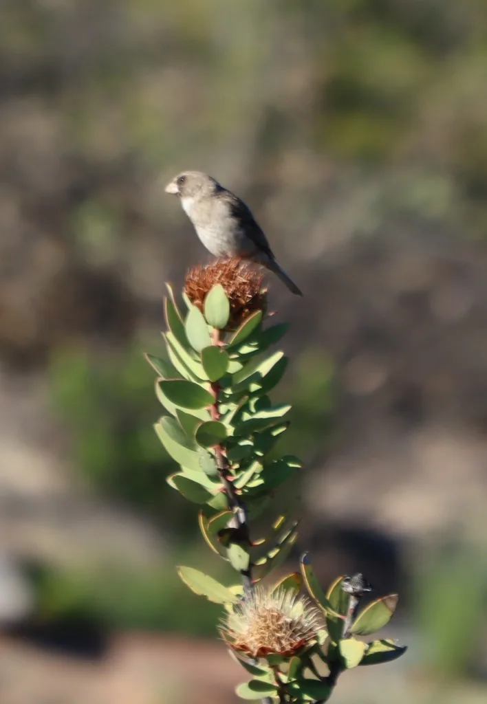 白翅丝雀(Crithagra leucoptera)