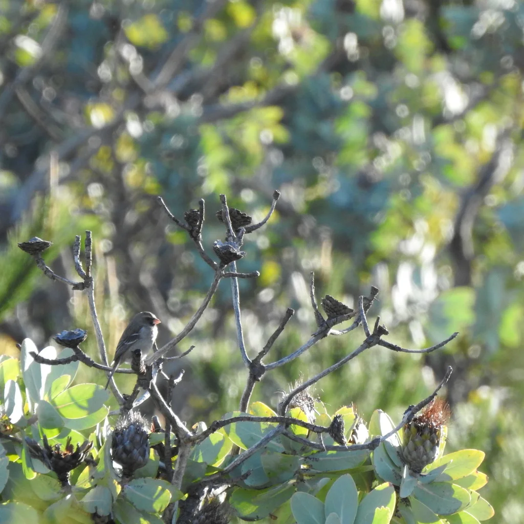 白翅丝雀(Crithagra leucoptera)
