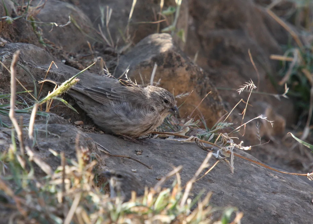 也门丝雀(Crithagra menachensis)