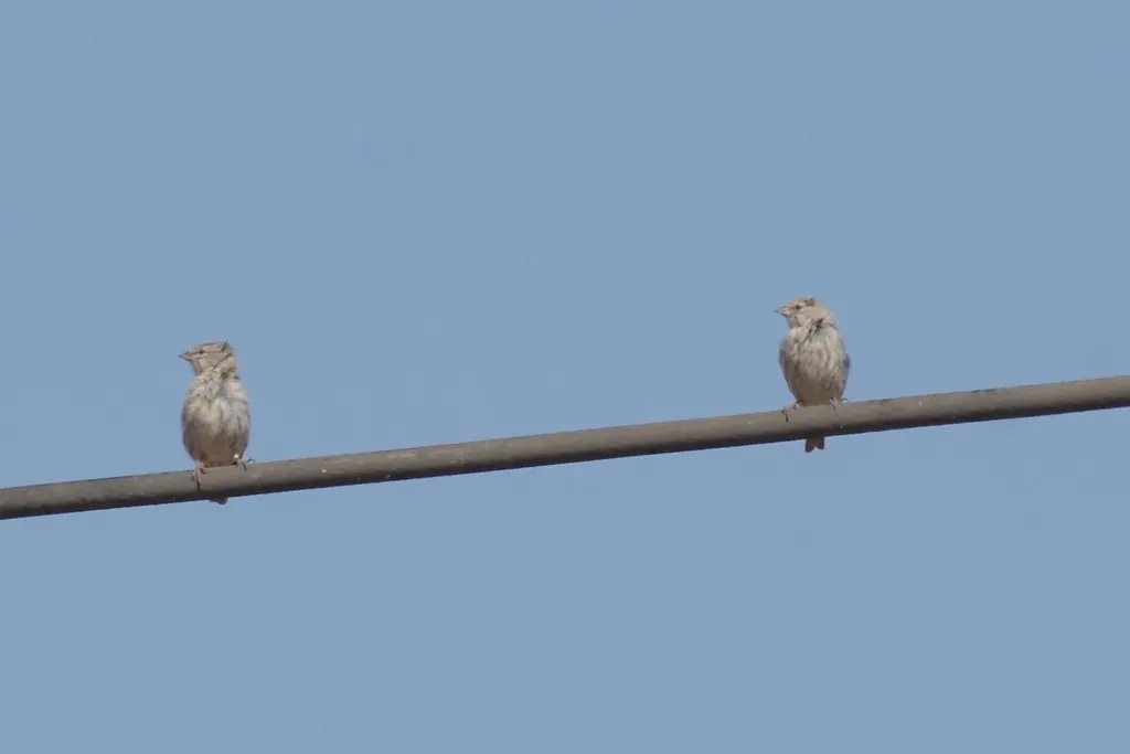 也门丝雀(Crithagra menachensis)