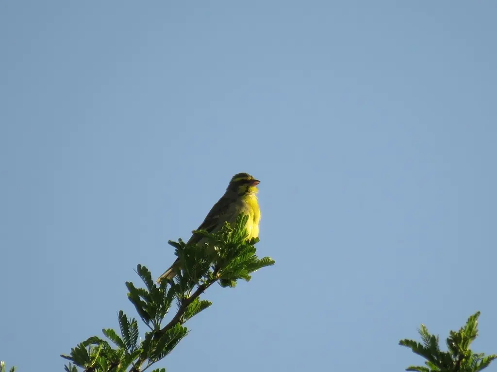 黄额丝雀(Crithagra mozambica)