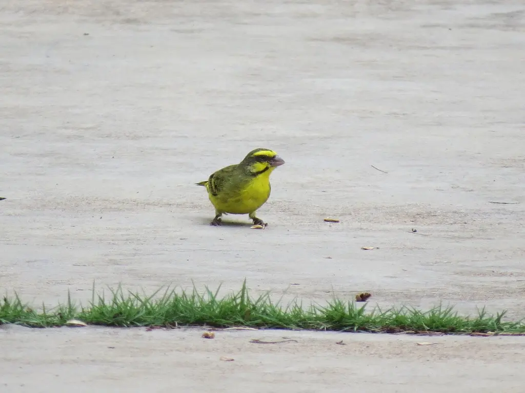 黄额丝雀(Crithagra mozambica)
